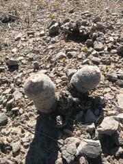 Epithelantha greggii