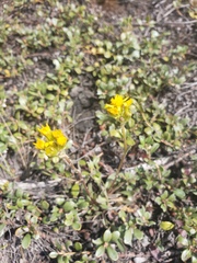 Solidago simplex