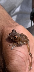 Osteopilus ocellatus