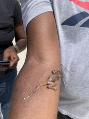 Osteopilus ocellatus