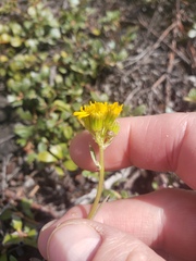 Solidago simplex