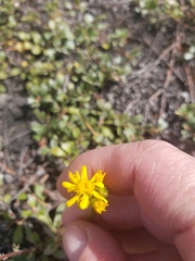 Solidago simplex