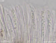 Bisporella subpallida
