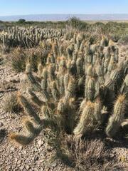 Grusonia