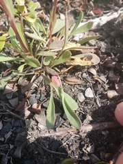 Solidago simplex