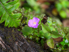 Tradescantia poelliae image