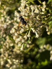 Hoplitimyia mutabilis