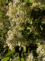 Hoplitimyia mutabilis