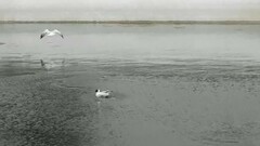 Chroicocephalus serranus