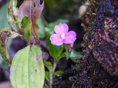 Tradescantia poelliae image