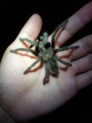 Aphonopelma steindachneri