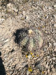 Echinocactus horizonthalonius
