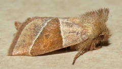 Lemmeria digitalis