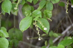 Citharexylum berlandieri
