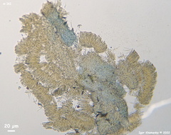 Bisporella subpallida