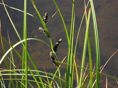 Carex aquatilis