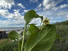 Physalis cinerascens