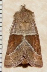Lemmeria digitalis