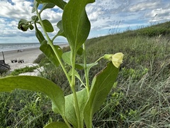 Physalis cinerascens