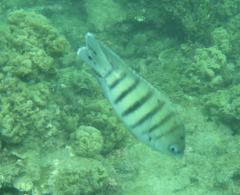 Abudefduf bengalensis