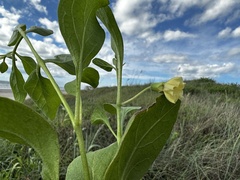 Physalis cinerascens