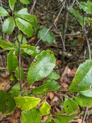 Cissus hypoglauca