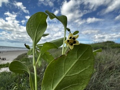 Physalis cinerascens
