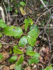 Cissus hypoglauca