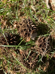 Liquidambar