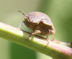 Pachycorinae
