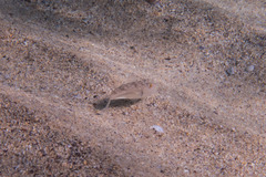 Torquigener squamicauda