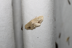 Idaea dimidiata