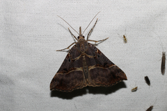 Hypena edictalis