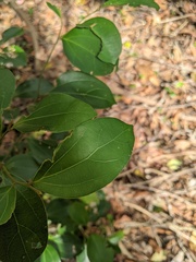 Cryptocarya triplinervis