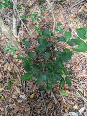 Cryptocarya triplinervis