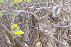 Acanthiza uropygialis