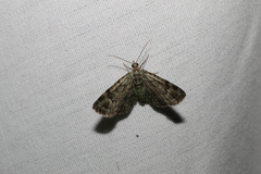 Pasiphila rectangulata