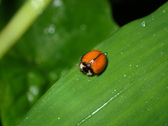 Coelophora biplagiata