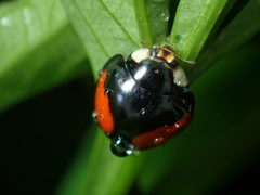 Coelophora biplagiata