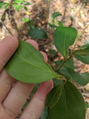 Cryptocarya triplinervis