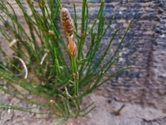 Equisetum bogotense