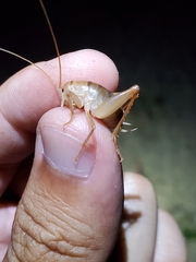 Ceuthophilus hesperus