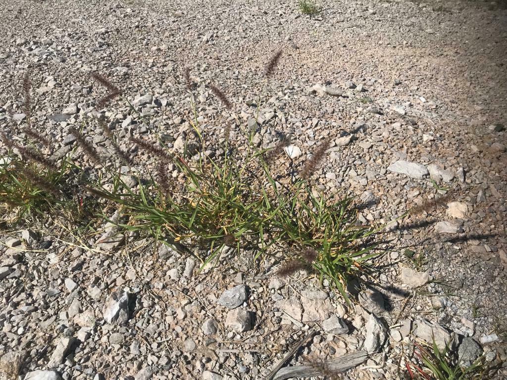 Beffelgrass buffelgrass from Cuatro Ciénegas, Coah., México on October 1, 2022 at ...