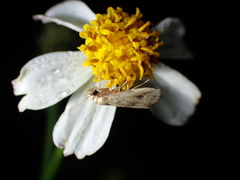 Culladia hastiferalis