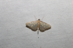 Blepharomastix ranalis