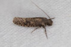 Cephitinea obscurostrigella