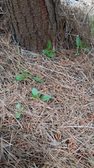 Pterostylis foliata