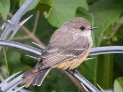 Pyrocephalus rubinus