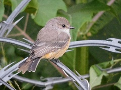 Pyrocephalus rubinus