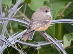 Pyrocephalus rubinus